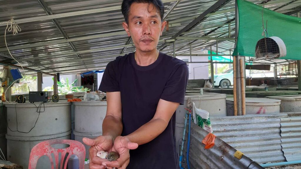 อึ่งอ่างเผือก ให้โชค