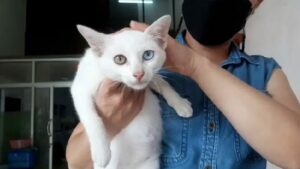 ลูกแมวตา 2 สี