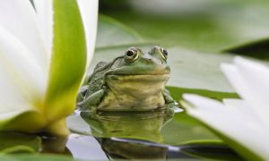 ฝันเห็นเต่า กบ ปลาไหล