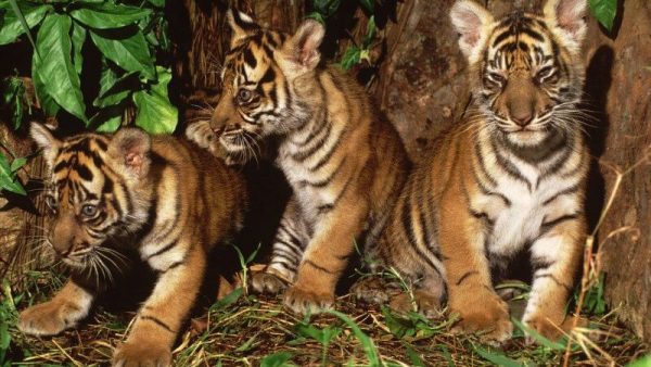 ฝันเห็นเสือ