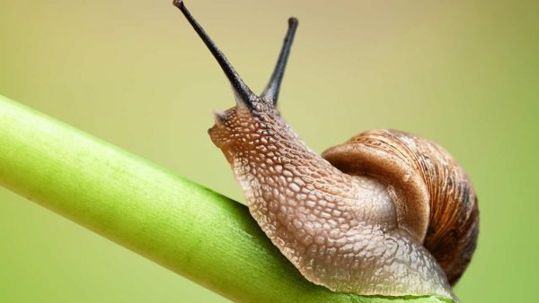 ทำนายฝันเฮง99