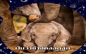 ฝันเห็นช้างเลขเด็ด