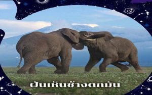 ฝันเห็นช้าง ถูกหวย