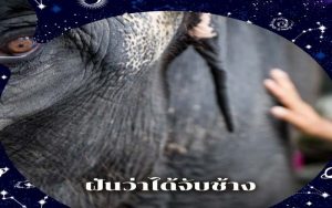 ฝันเห็นช้างใหญ่หลายตัว