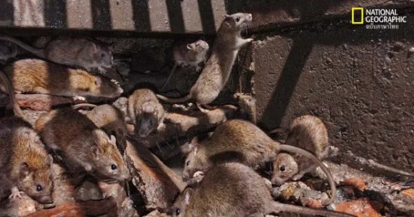 ฝันเห็นหนูเต็มไปหมด