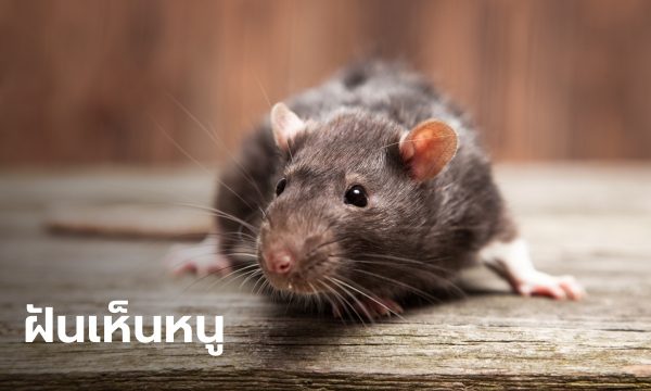 ฝันเห็นหนู