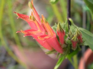 5 ต้นไม้ปลูก เสริมสิริมงคล