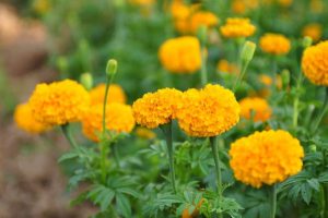 ต้นไม้มงคลปลูกหน้าบ้านทนแดด