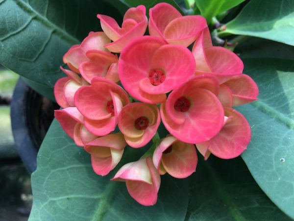 5 ต้นไม้ปลูก เสริมสิริมงคล