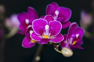 ต้นไม้มงคลเรียกทรัพย์หน้าบ้าน