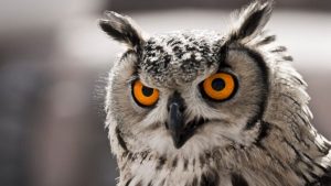 ฝันเห็นนกฮูก-leksanook