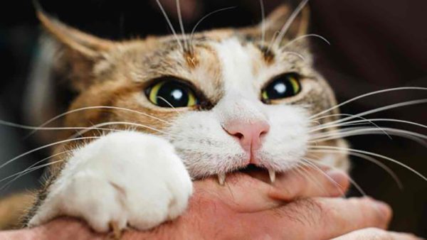 ฝันว่าแมวกัดมือ