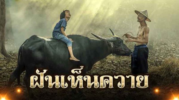 ฝันเห็น ฝูงควาย-leksanook.com