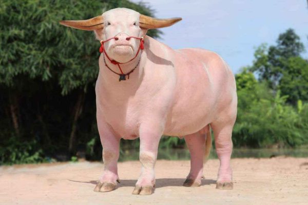 ฝันเห็นควาย-leksanook.com