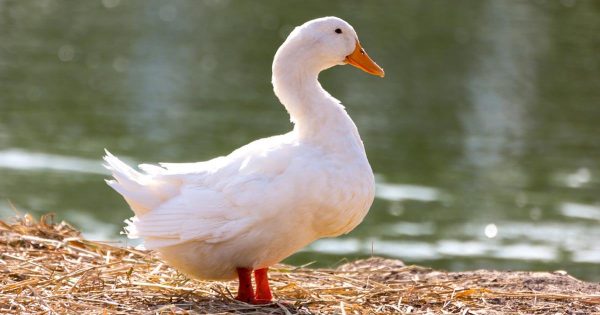 ฝันเห็นเป็ด