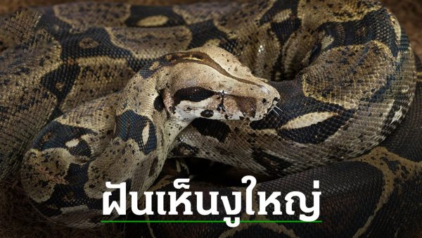ฝันเห็นงูใหญ่ 1 ตัว