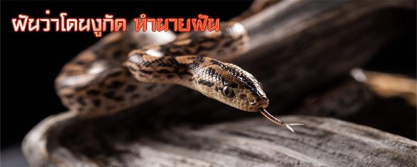 ฝันว่าโดนงูกัด