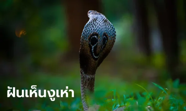 ฝันเห็นงูหลายตัวเต็มไปหมด