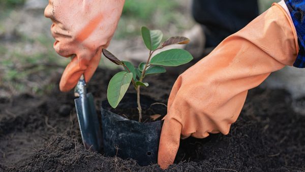 ทำบุญปลูกต้นไม้ปลูกป่า