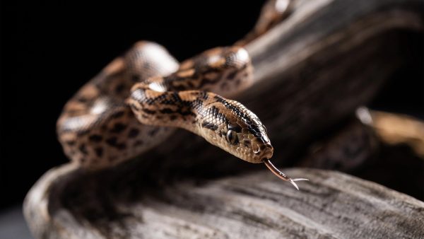 ฝันเห็นงูใหญ่ 1 ตัว