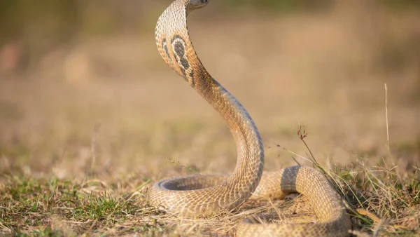 ฝันเห็นงูกัด