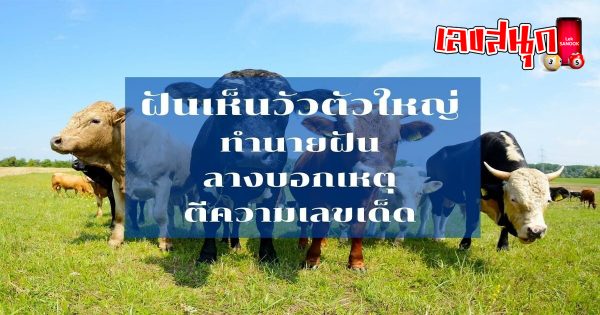 ฝันเห็นวัวตัวใหญ่
