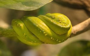 ฝันว่างูกัดแขนซ้าย-leksanook.com