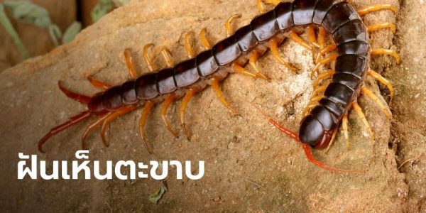 ฝันเห็นตะขาบหลายตัว