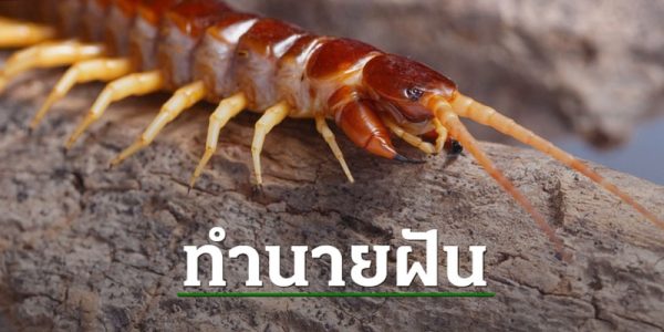 ฝันเห็นตะขาบหลายตัว