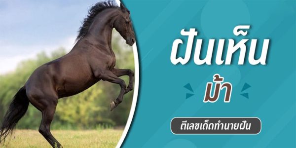ฝันเห็นม้า 1 ตัว