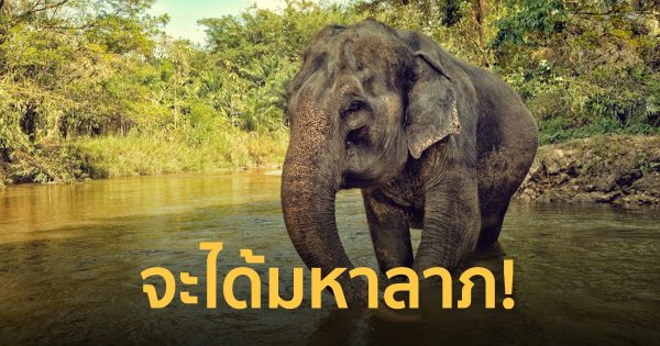 ฝันเห็นช้างตัวใหญ่มาก 1 ตัว