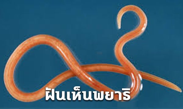 ฝันเห็นพญาธิ