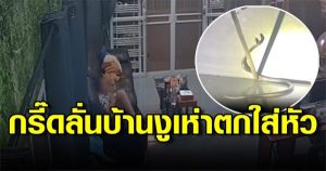 งูเห่า พ่นพิษ