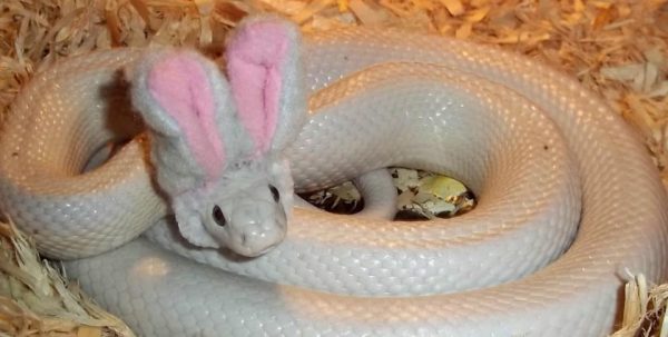 ฝันเห็นงูเผือกตัวใหญ่