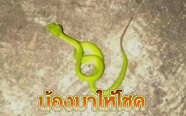 งูเขียว