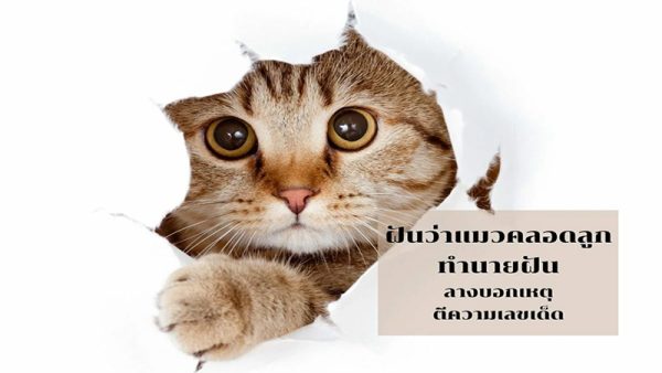 ฝันเห็นแมวออกลูก เลขเด็ด - เลขสนุก.com