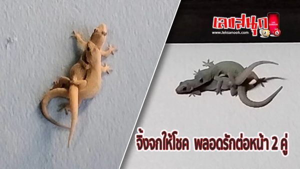 จิ้งจกให้โชค-leksanook