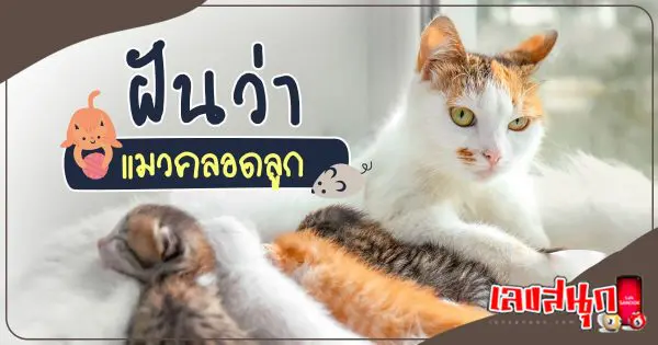 ฝันว่าเห็นแมวคลอดลูก - เลขสนุก.com