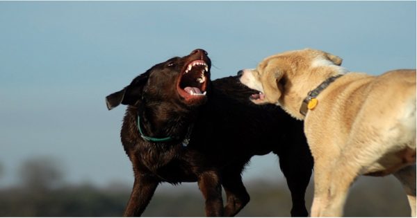 ฝันว่าหมากัดกัน