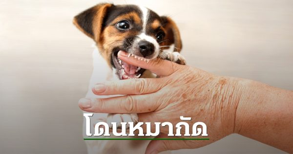 ฝันว่าโดนสุนัขกัดเท้าซ้าย