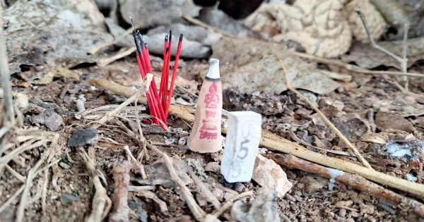 เห็ดใต้ต้นโพธิ์