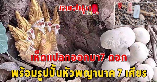 เห็ดใต้ต้นโพธิ์