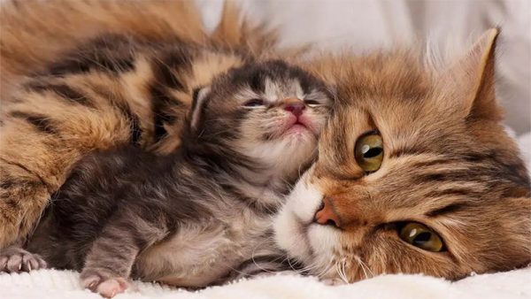 ฝันเห็นแมวคลอดลูก 1 ตัว เลขอะไร - เลขสนุก.com