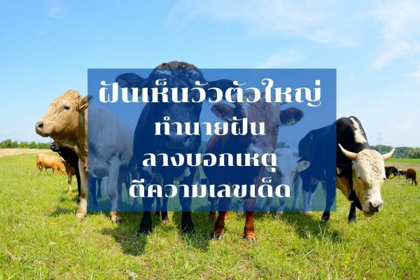 ฝันเห็นวัวตัวใหญ่วิ่งไล่