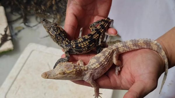 จระเข้เผือก