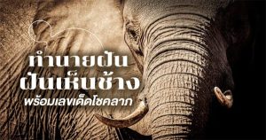 ฝันเห็นช้าง 2 ตัว