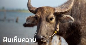 ฝันว่าช่วยควายออกลูก