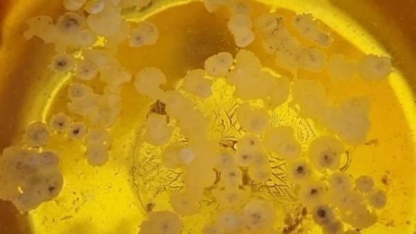 ส่องเลขเด็ดงานบุญ