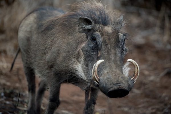 ฝันว่าจับหมูป่า 1 ตัว