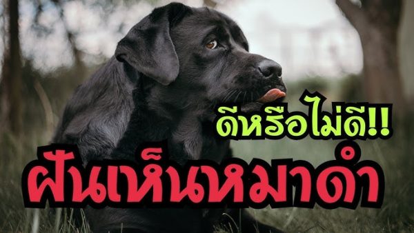 ฝันเห็นสุนัขสีดํามาเล่นด้วย